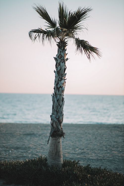 Free A tranquil scene of a solitary palm tree on a sandy beach with an ocean backdrop at sunset. Stock Photo