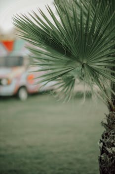 Close-up of a green palm leaf with a blurred colorful van in the background.