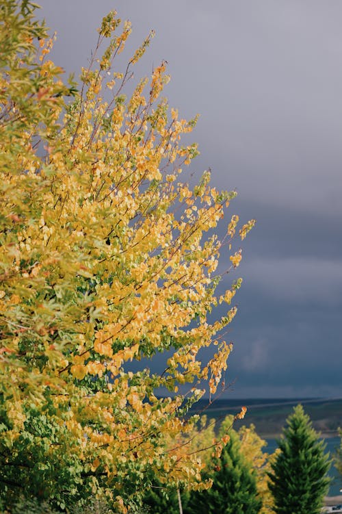 Kostenloses Stock Foto zu baum, gelbe blätter, grüne blätter