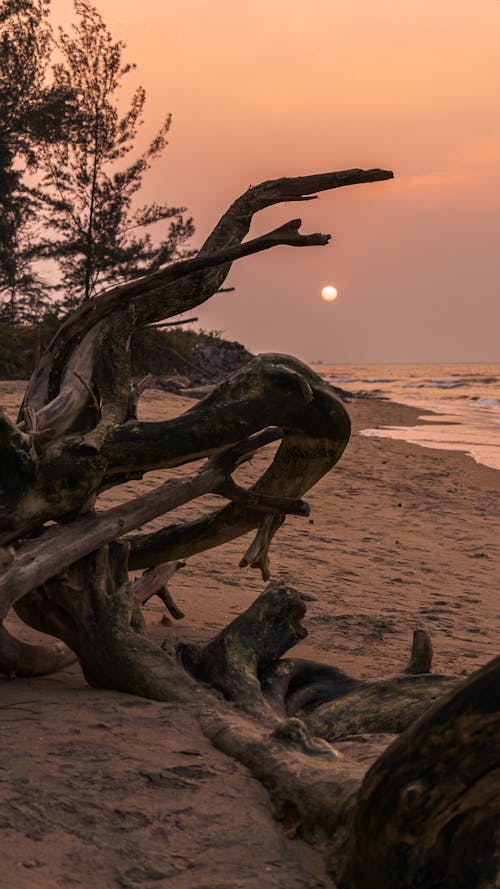 Dry Tree Branches on a Beach at Sunset 