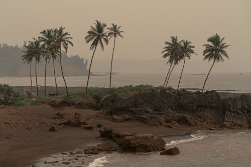 Darmowe zdjęcie z galerii z drzewa kokosowe, palmy, plaża
