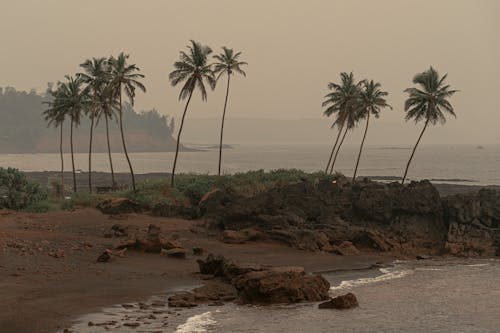 Foto d'estoc gratuïta de cocoters, palmeres, platja