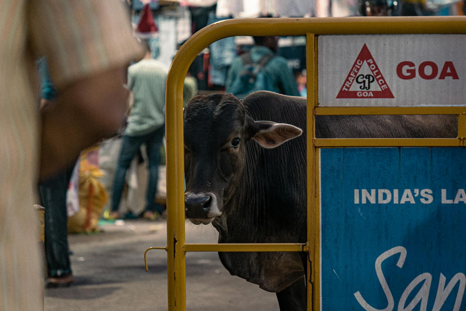 Cow behind Barrier