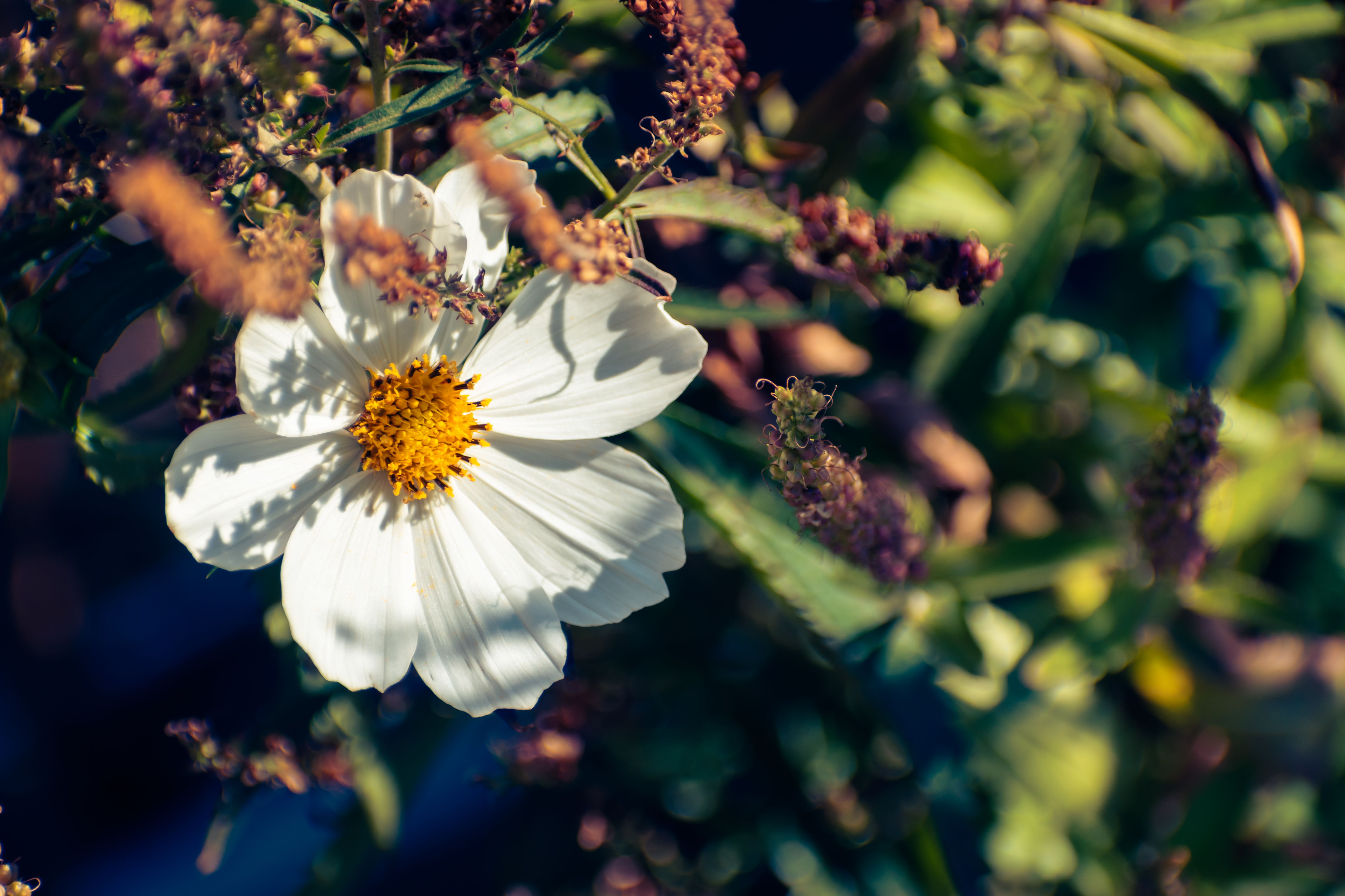 Close-Up Shot of a Blooming White Flower · Free Stock Photo