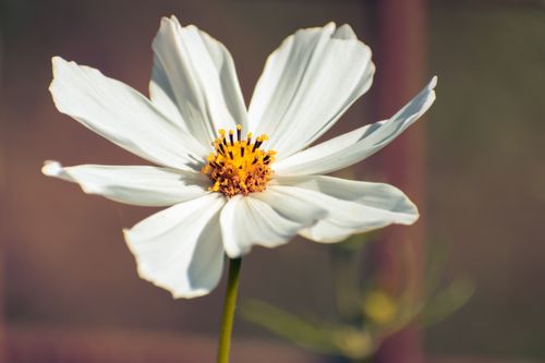 Free A detailed close-up of a white cosmos flower with a soft focus background, showcasing its delicate petals. Stock Photo