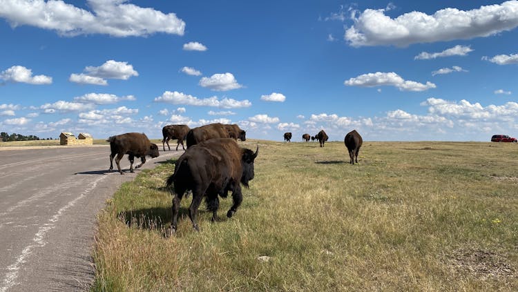 Wandering Herd Of Buffalos 