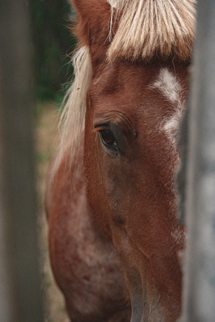 Photograph Of A Brown Horse's Eye