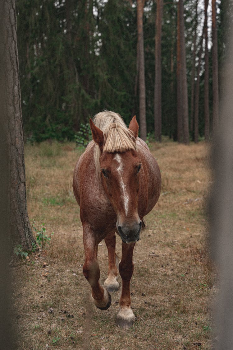 A Horse Running On Grass Field