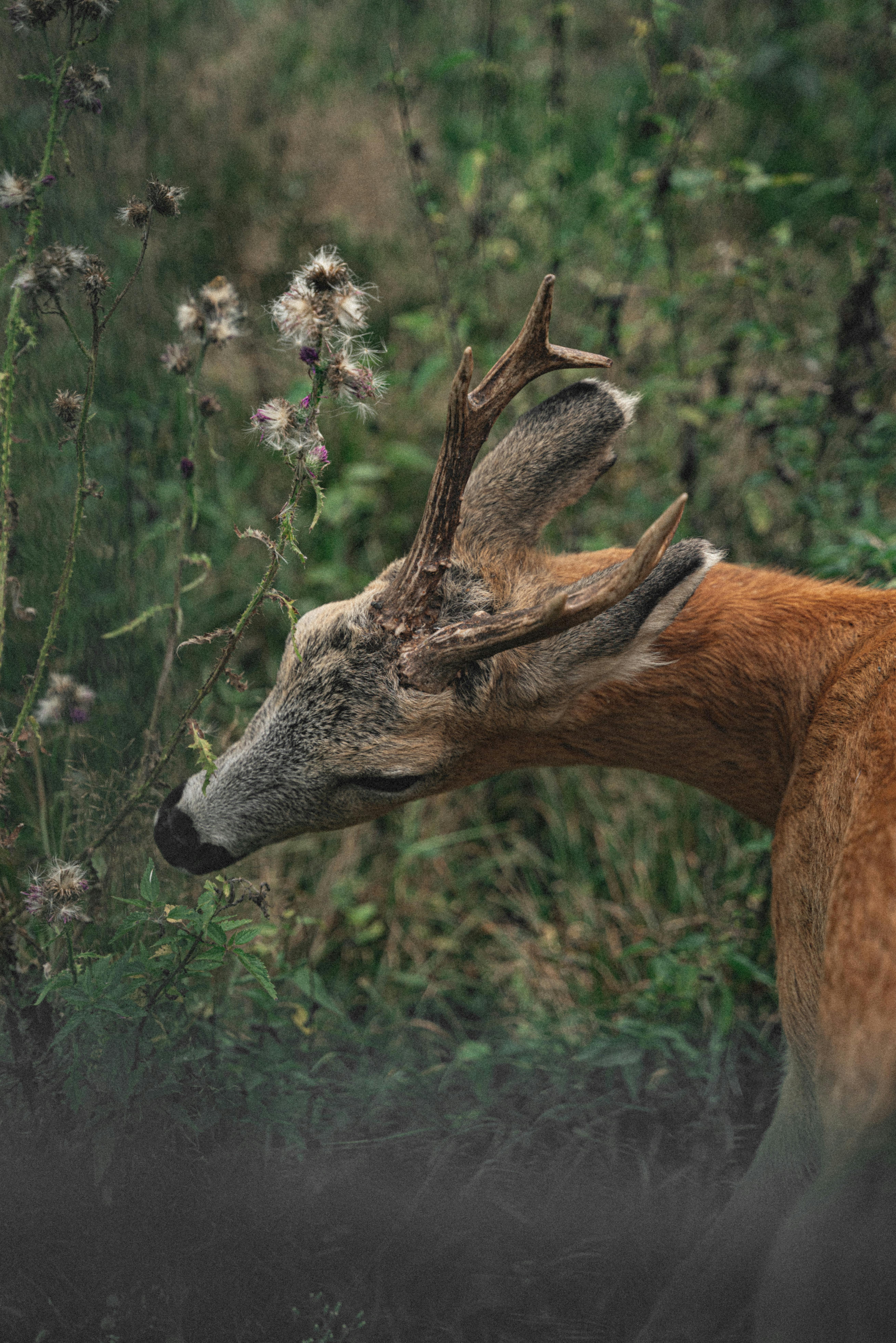 grátis Foto profissional grátis de ambiente natural, animais selvagens, animal selvagem Foto profissional