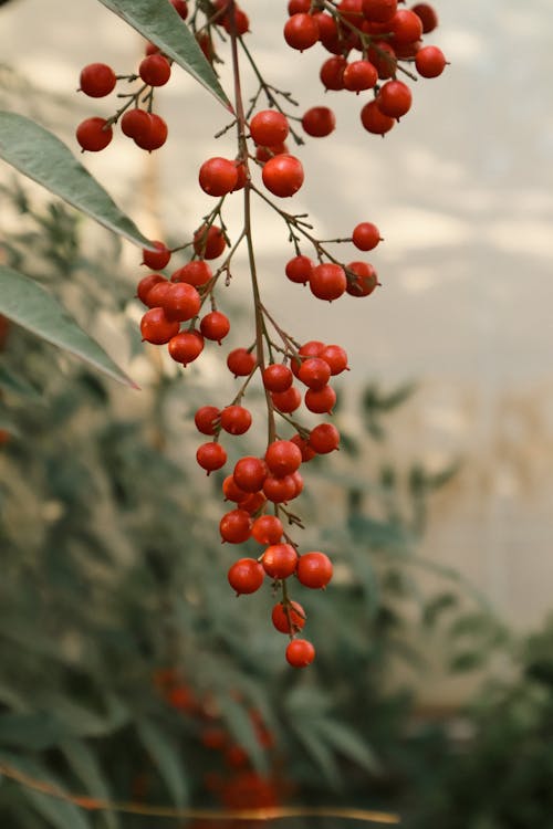 Red Berries Growing on Tree in Garden