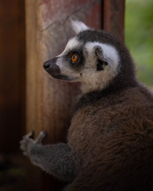 Close-Up Photograph of a Lemur