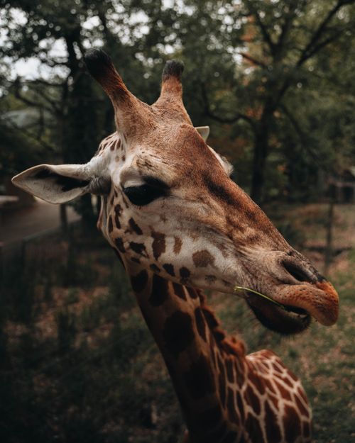 Free Close-up of a giraffe with trees in the background, showcasing its unique features. Stock Photo