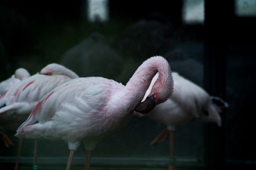 flamingo photo