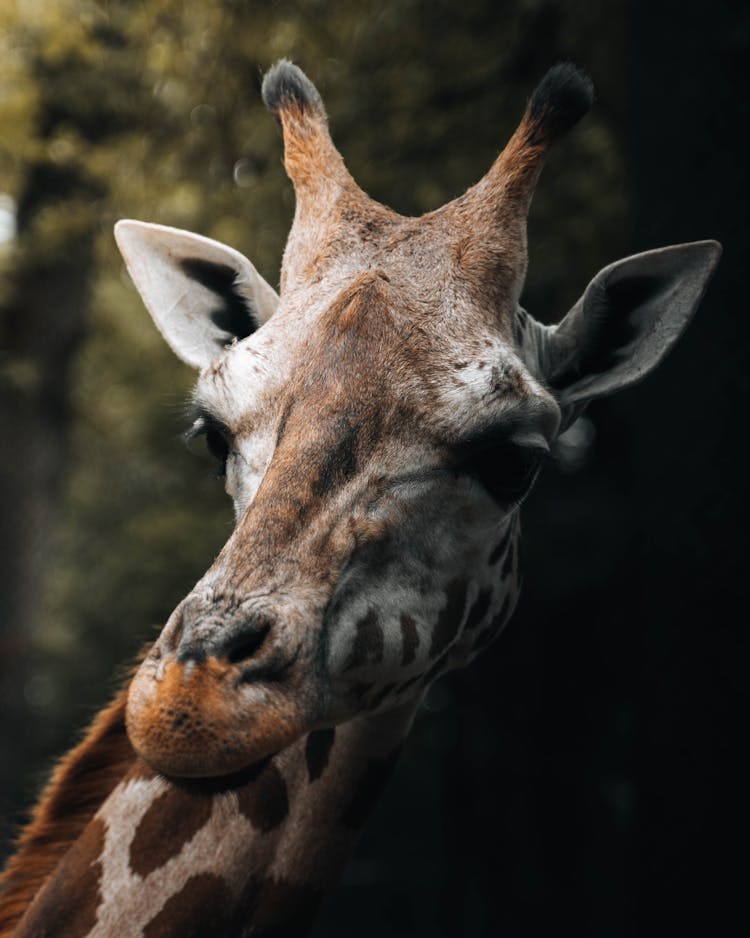 Close-Up Shot Of A Giraffe 