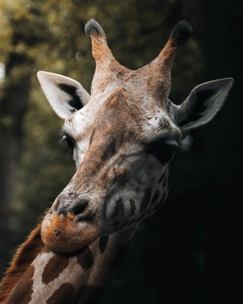 Free Elegant close-up portrait of a giraffe in a natural outdoor setting, ideal for nature lovers. Stock Photo