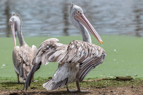 Close-Up Photo of Spot-billed Pelican