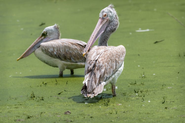 Grey Pelicans In Water 