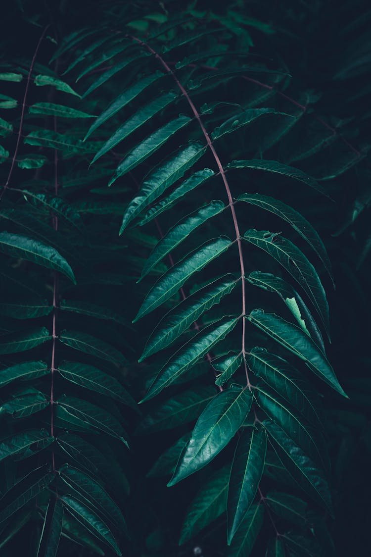 Sumac Tree Leaves