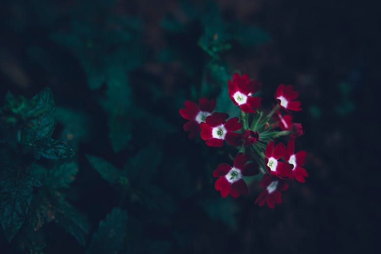 A Cluster Of Red And White Flowers In Top View