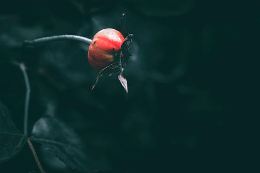 Big moody rosehip