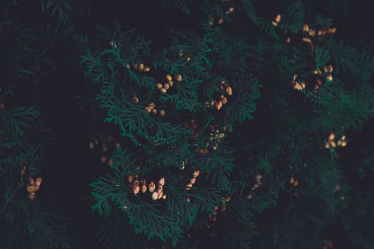 Detailed view of lush evergreen foliage with brown cones, showcasing natural growth.