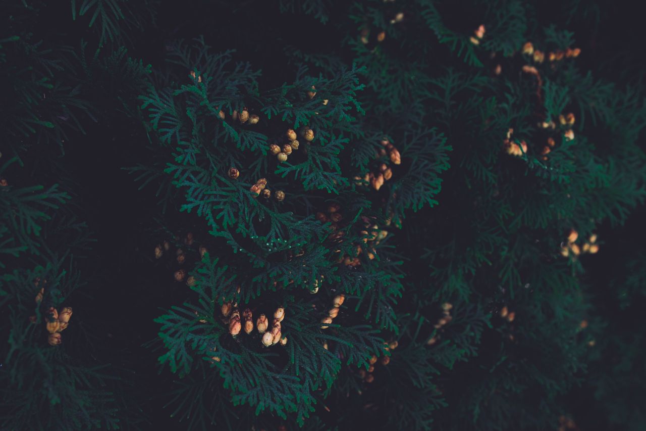 detailed view of lush evergreen foliage with brown cones showcasing na