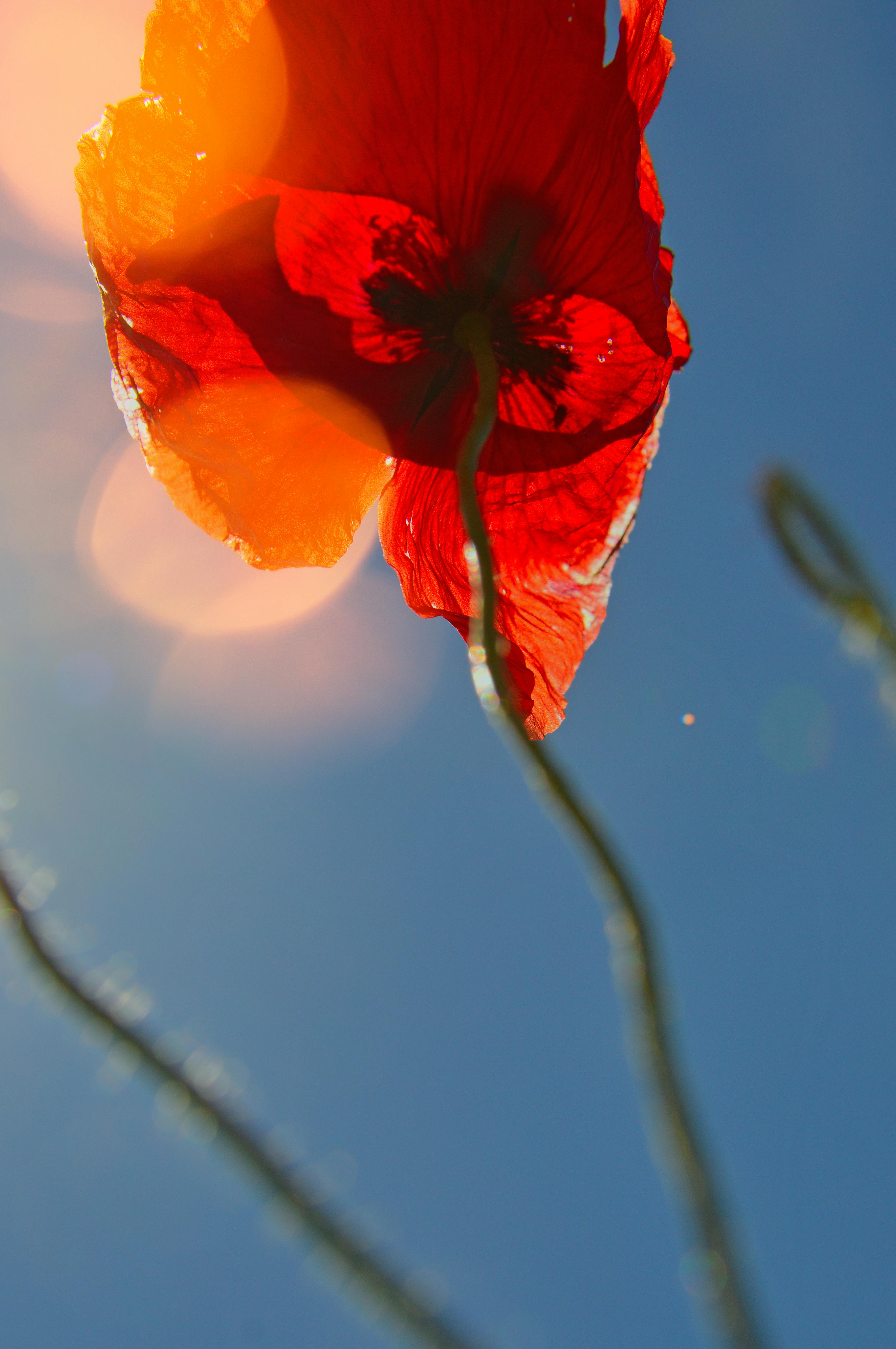 low angle photography of red poppy flower