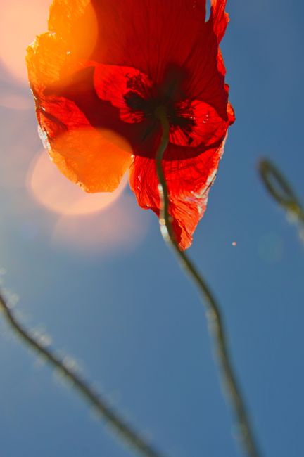 Close-up of a vibrant red poppy against a blue sky captured in bright daylight, showcasing natural beauty.