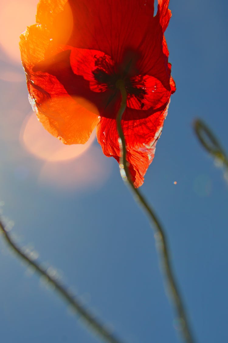 Low Angle Photography Of Red Poppy Flower