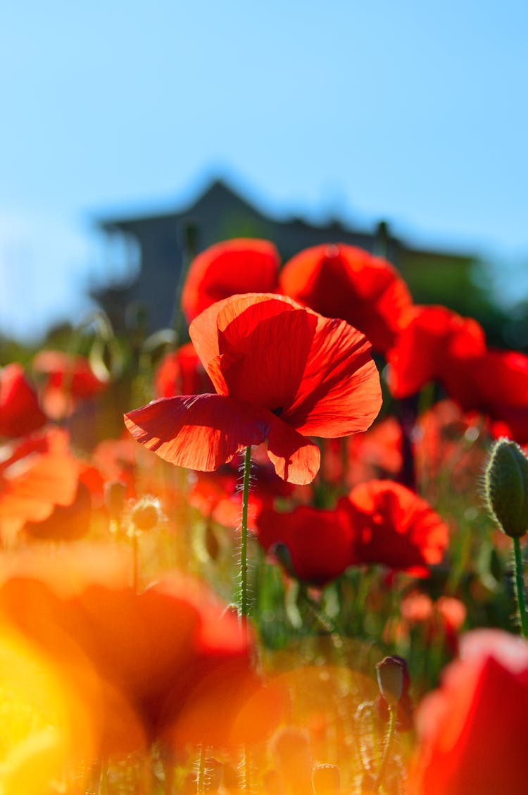 Selective Focus Photography Of Red Flowers