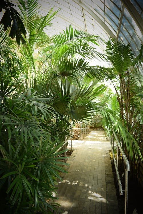 Palms in a Botanical Garden 