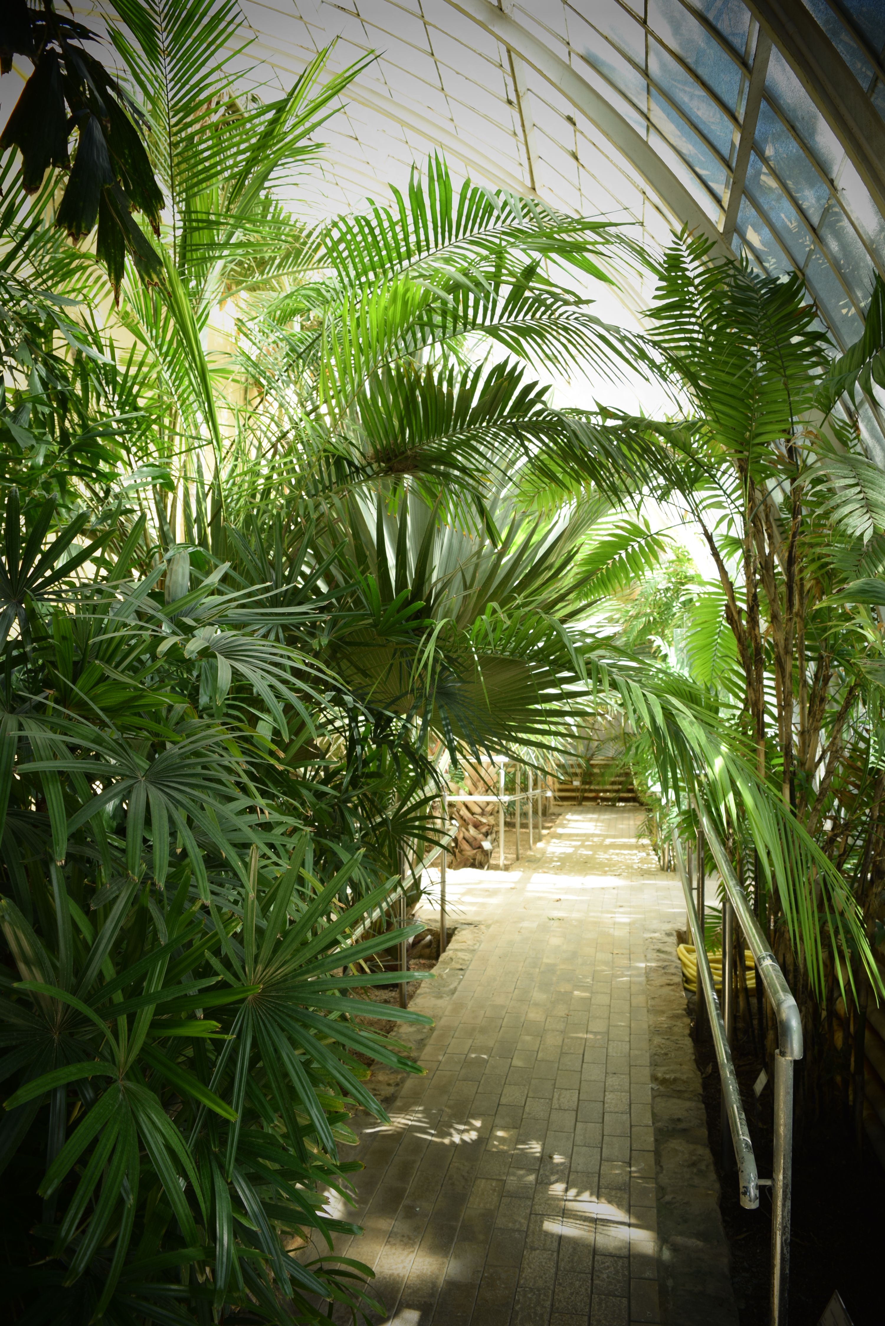 Palms in a Botanical Garden · Free Stock Photo