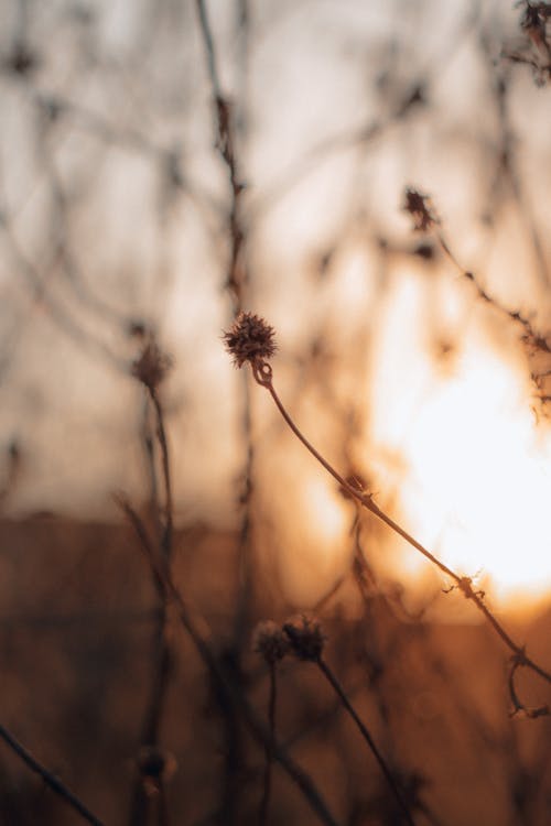 Základová fotografie zdarma na téma 2022, bokeh, dřevo