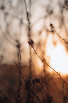 Close-up of dry flora against a sunset backdrop in Aracati, Brazil, portraying tranquility.