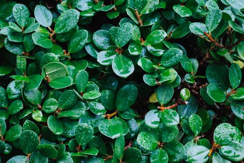 Free Close-up of bright green leaves covered with water droplets, showcasing natural freshness. Stock Photo