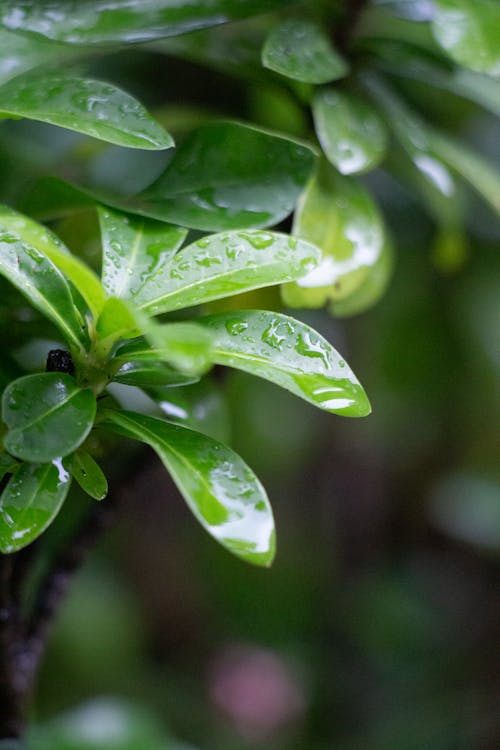 Close up of Leaves with Raindrops 