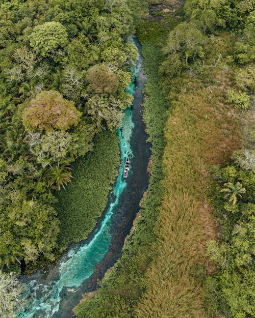 River Flowing in Tropical Forest