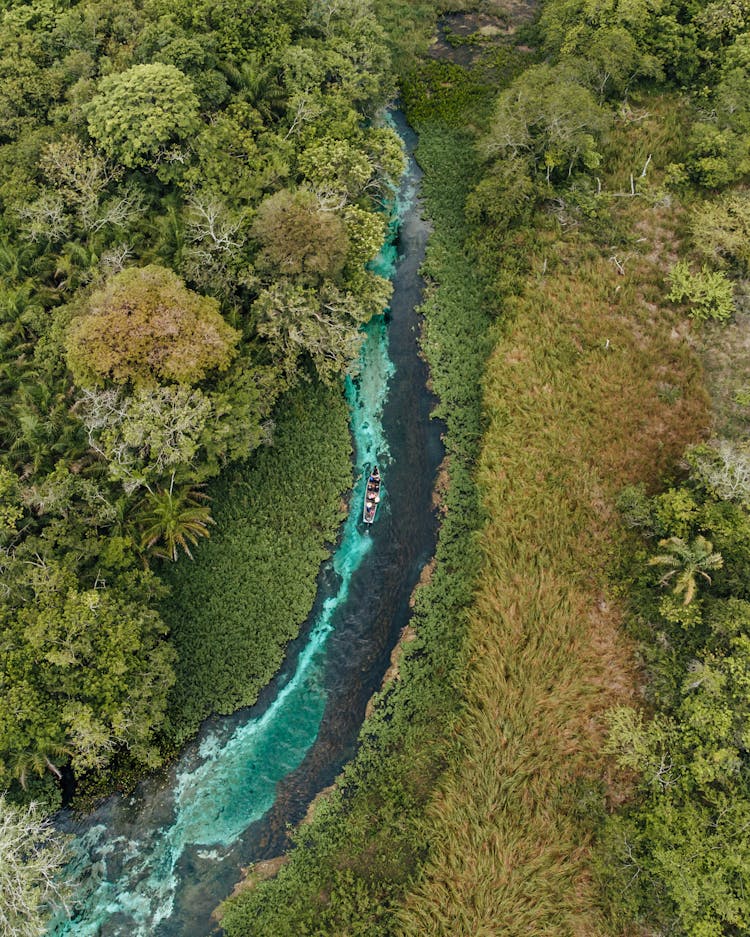 River Flowing In Tropical Forest