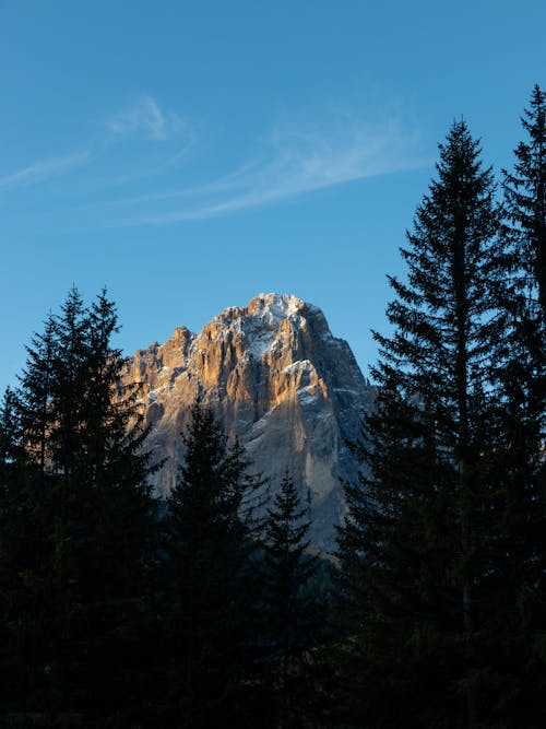 垂直ショット, 山, 木の無料の写真素材