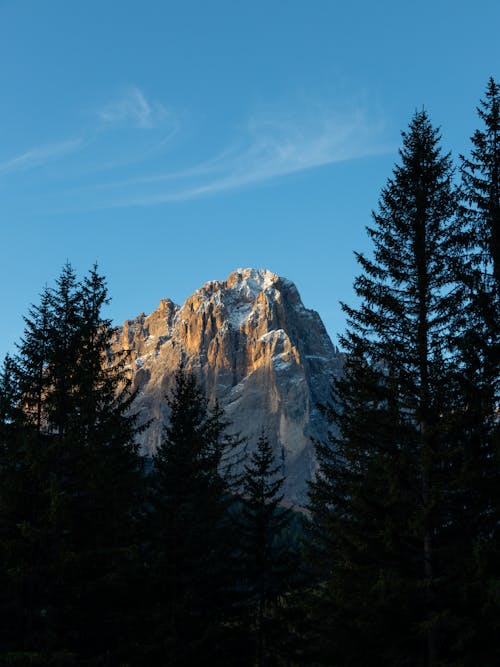 Photos gratuites de arbres, caillou, couvert de neige