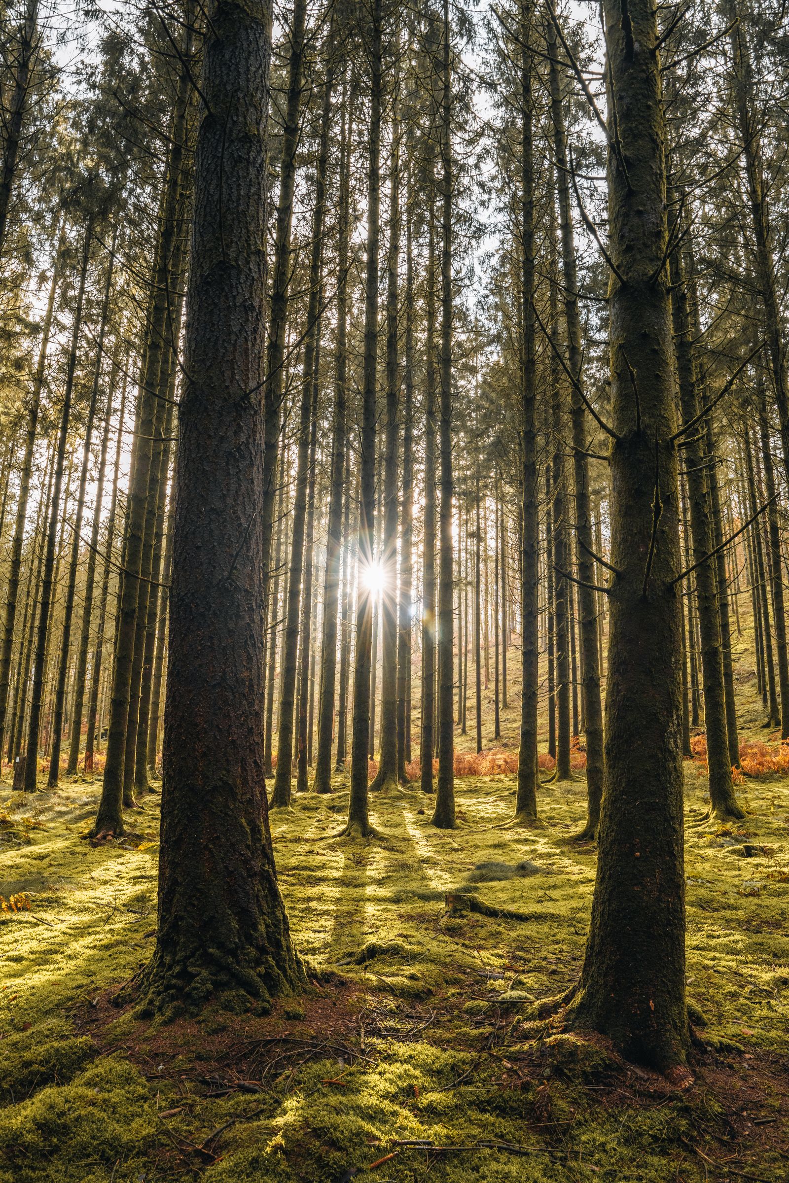 Les forêts ardennaises du nord du Grand-Duché — canton de Wiltz
