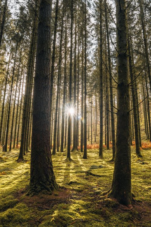 Free Peaceful forest with sunlight through tall trees in La Roche-en-Ardenne, Belgium. Stock Photo