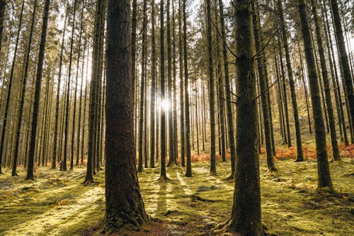 A Tree Trunks on Green Grass Field at the Forest