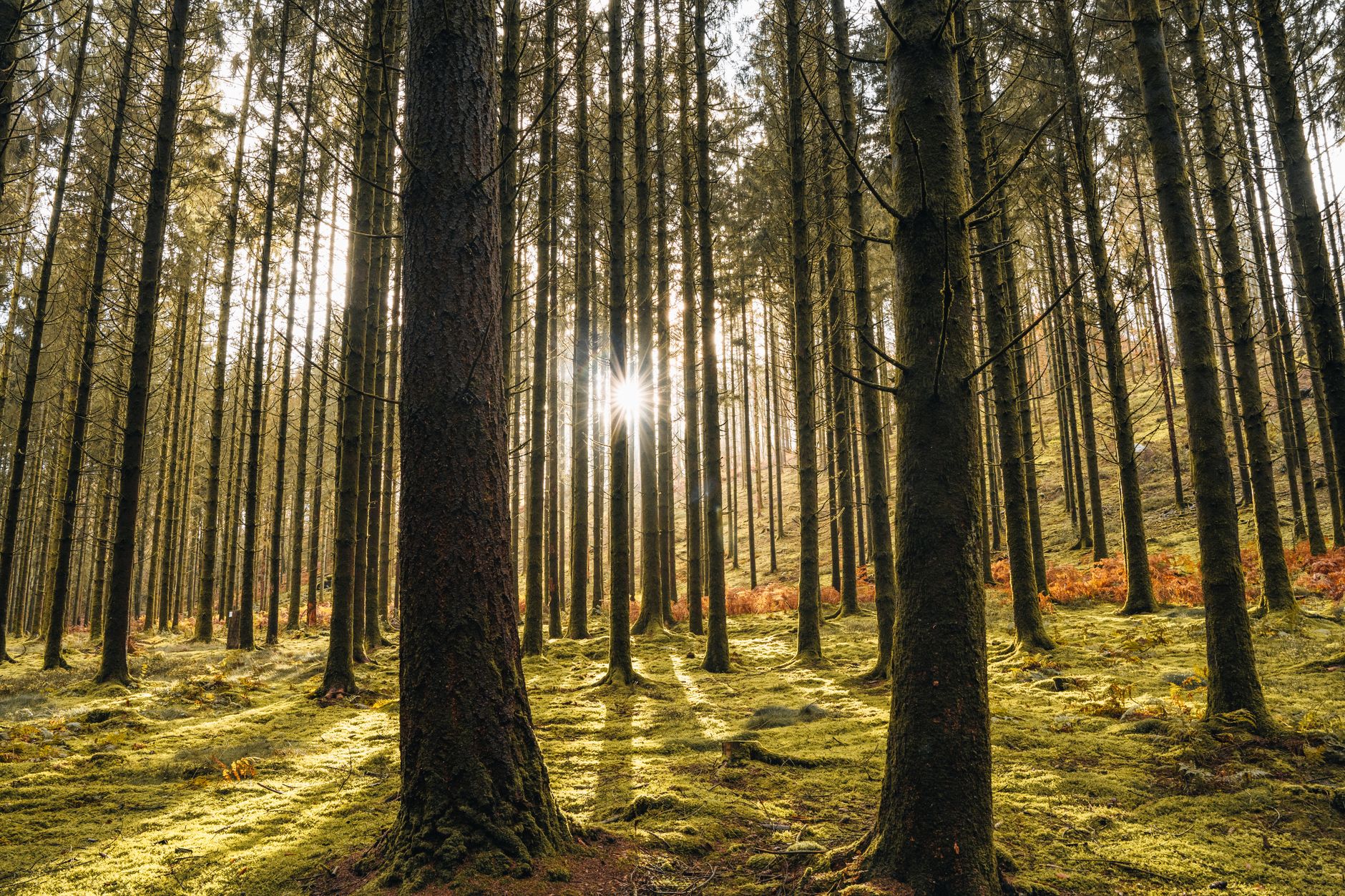A serene view of sunlight filtering through tall trees in the Ardennes forest, Belgium. β photo by Stijn Dijkstra / Pexels