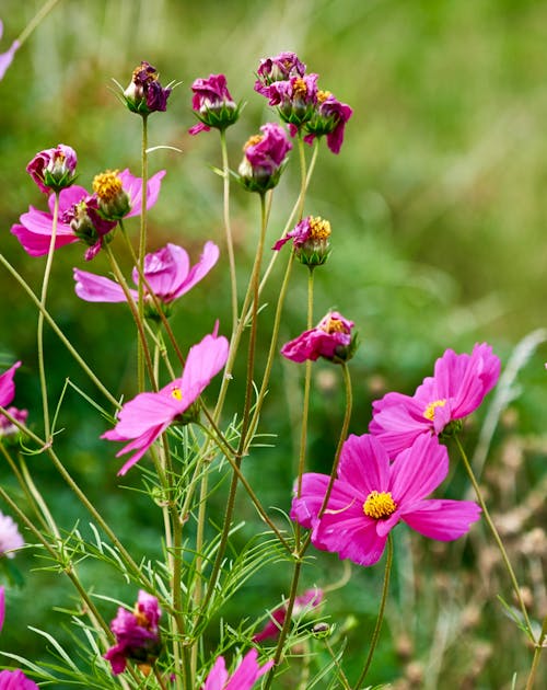 Foto profissional grátis de aumento, campo, cosmos