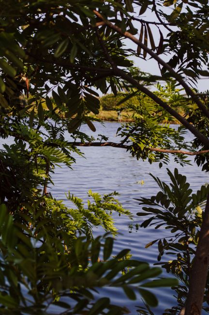 Peaceful view through tree branches of a lake in Veracruz, highlighting nature's beauty.