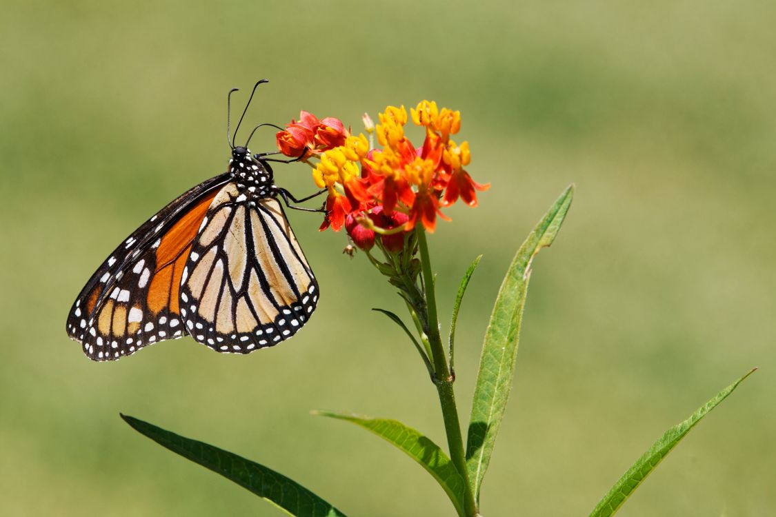 Monarch Butterfly Perched on Orange Flower · Free Stock Photo