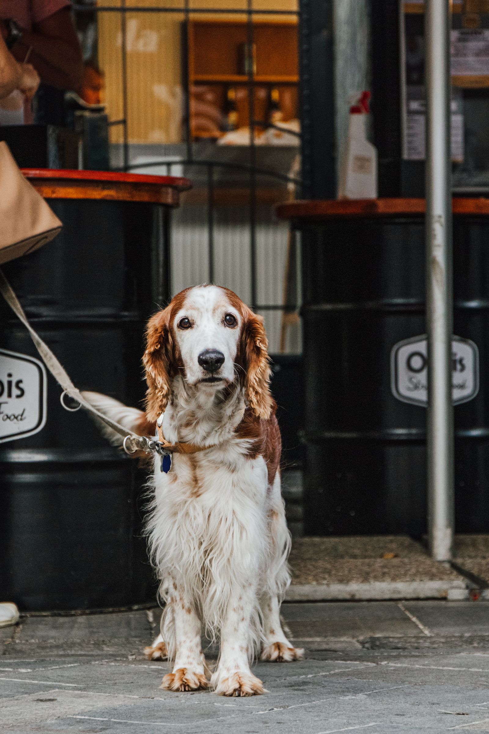 Red and white Welsh Springer Spaniel on a lead in an urban setting, photo on Pexels