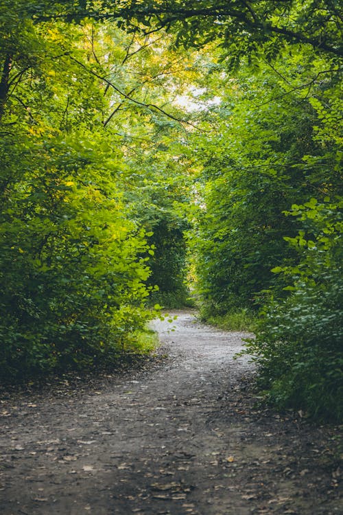 Footpath in a Forest 