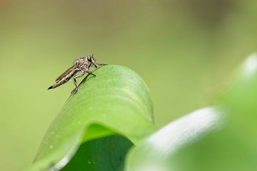 Fly on Green Leaf